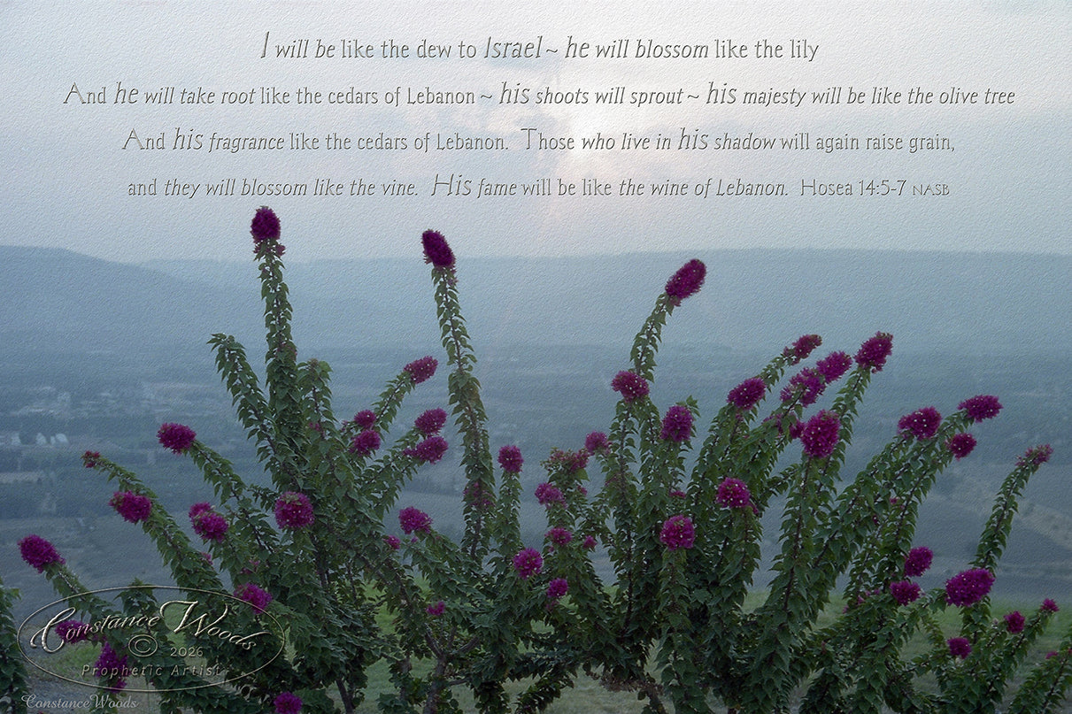 Galilee Flowers - Hosea 14