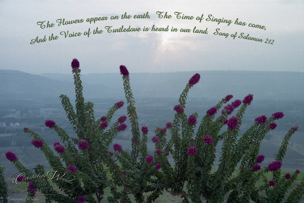 Galilee Flowers - Song of Solomon 2:12